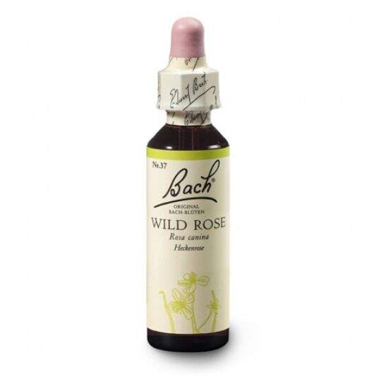 Wild-Rose-560x560