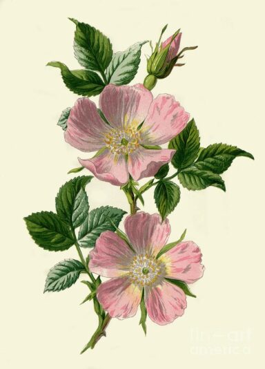 dog-rose-print-collector